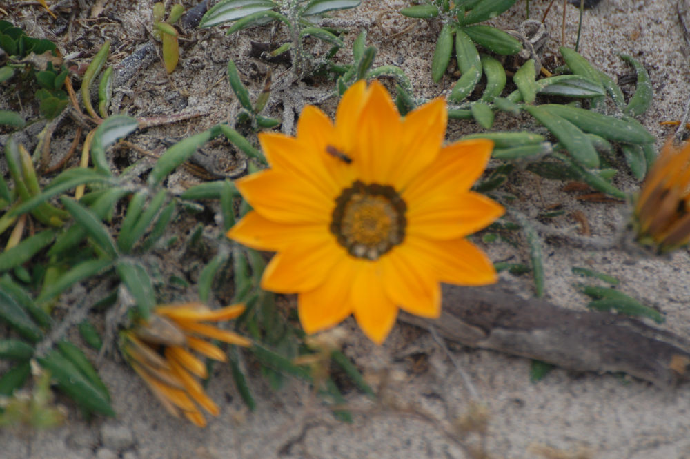 dal Sud Africa: Gazania pectinata (Asteraceae)