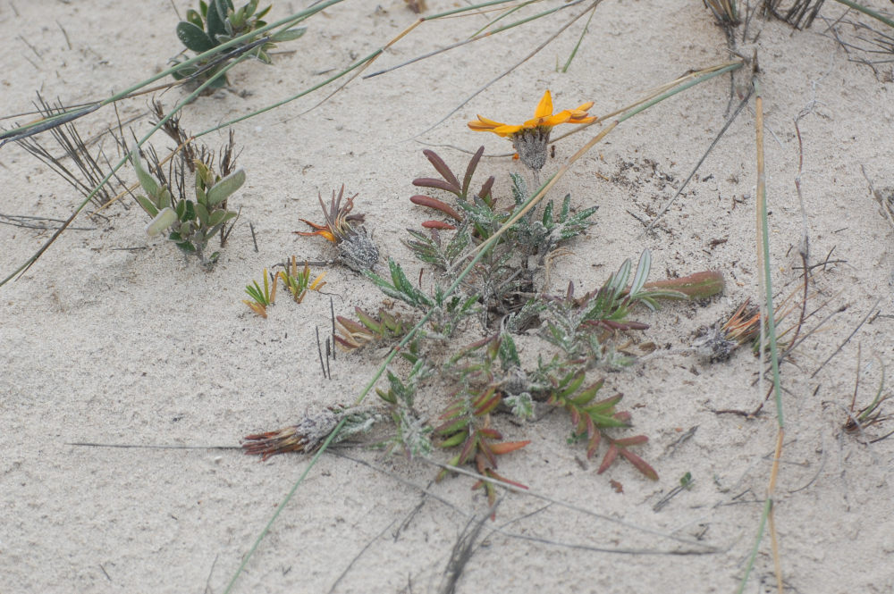 dal Sud Africa: Gazania pectinata (Asteraceae)