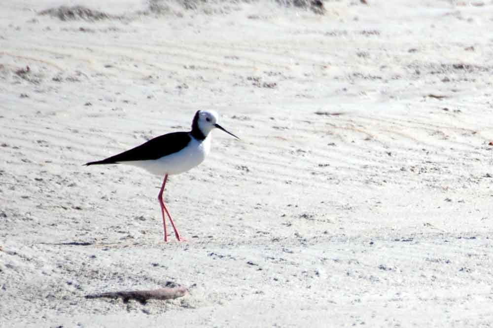 Cavalieri: Himanthopus leucocephalus - Nuova Zelanda