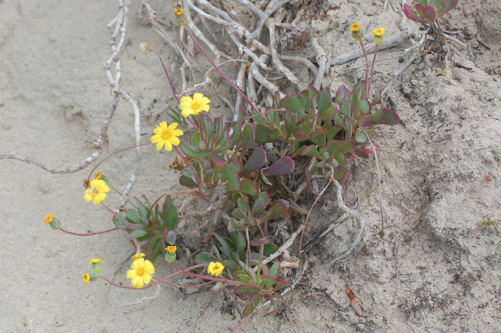 dal Sud Africa:  Othonna dentata (Asteraceae)