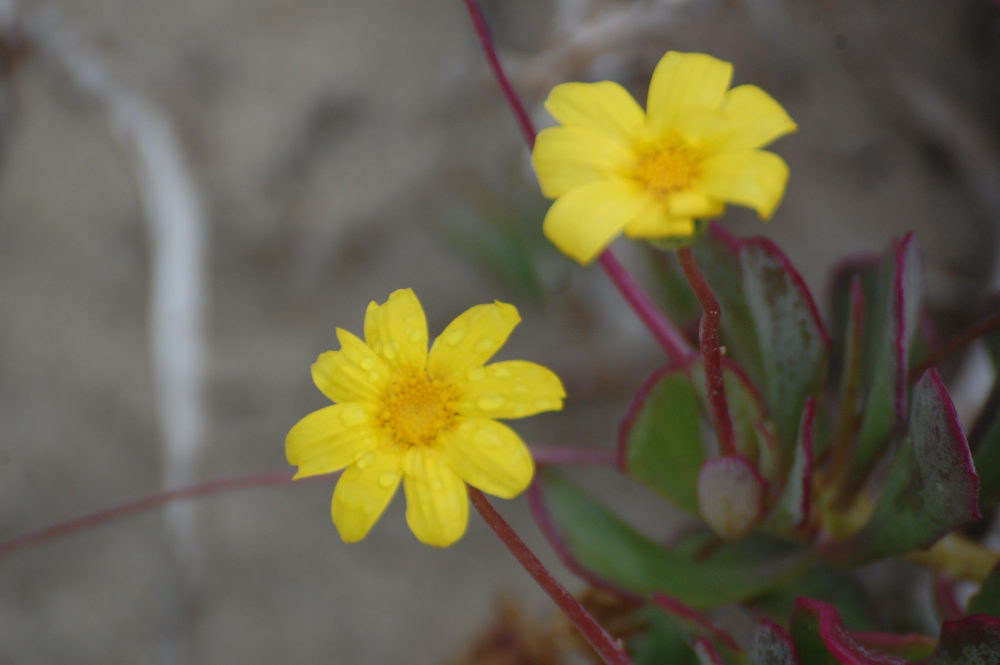 dal Sud Africa:  Othonna dentata (Asteraceae)