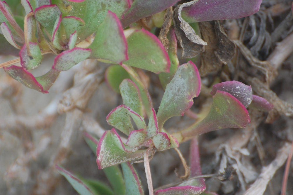 dal Sud Africa:  Othonna dentata (Asteraceae)