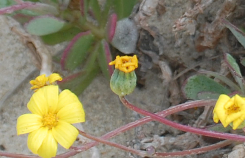 dal Sud Africa:  Othonna dentata (Asteraceae)