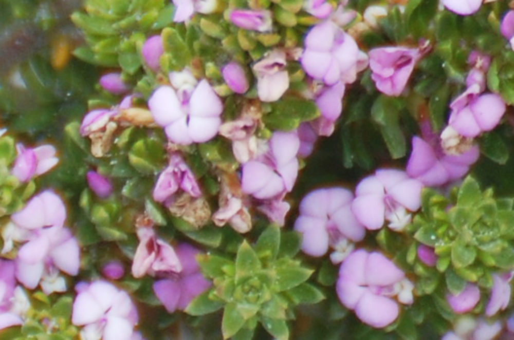 dal Sud Africa: Muraltia satureioides (Polygalaceae)