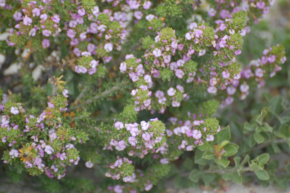 dal Sud Africa: Muraltia satureioides (Polygalaceae)