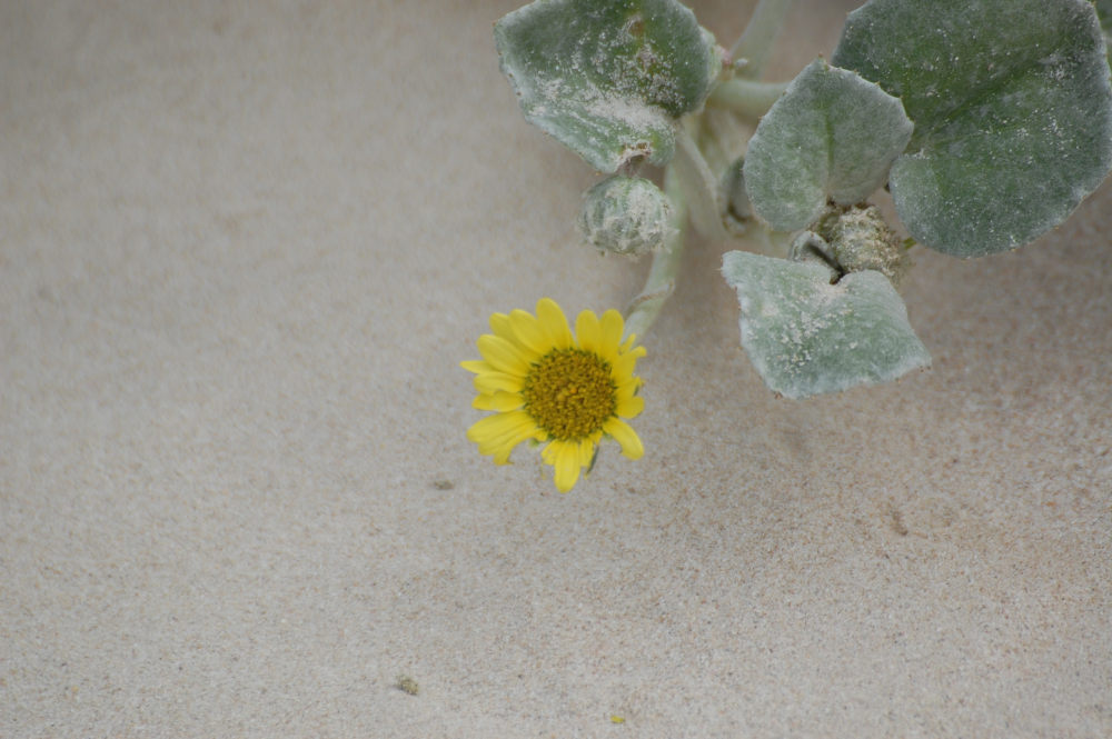 dal Sud Africa: Arctotheca populifolia (Asteraceae)