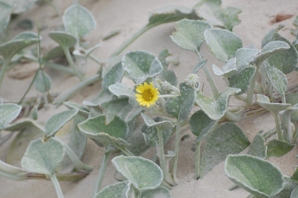 dal Sud Africa: Arctotheca populifolia (Asteraceae)