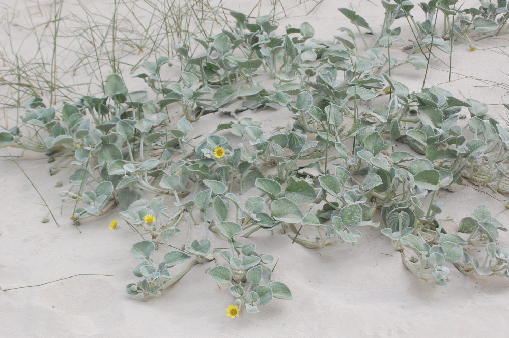 dal Sud Africa: Arctotheca populifolia (Asteraceae)