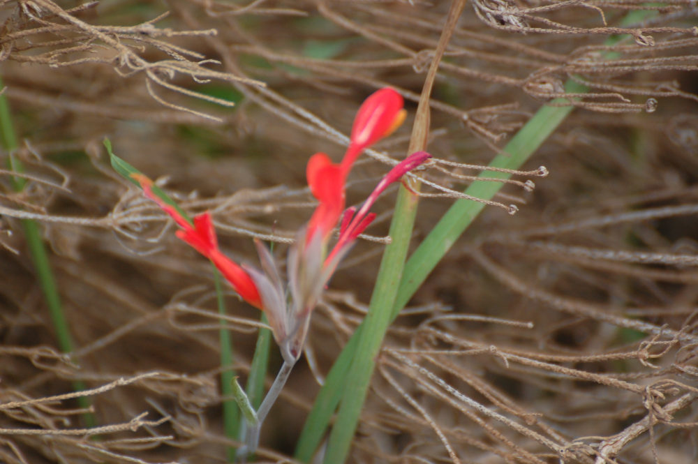 dal Sud Africa: Gladiolus cunonius (Iridaceae)