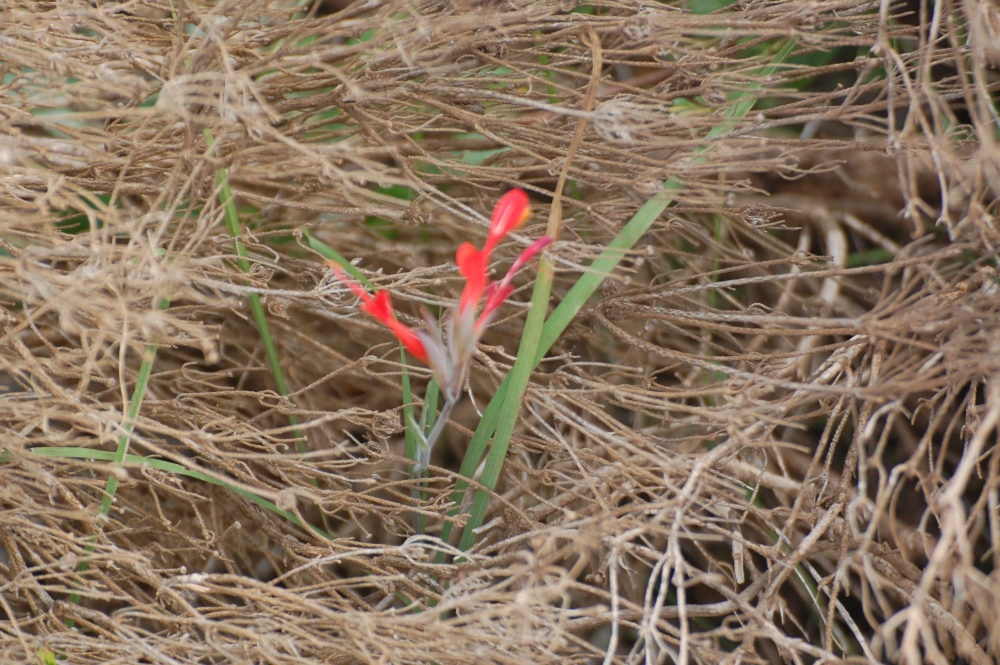 dal Sud Africa: Gladiolus cunonius (Iridaceae)