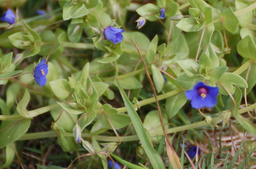 dal Sud Africa: Lysimachia arvensis (Primulaceae)