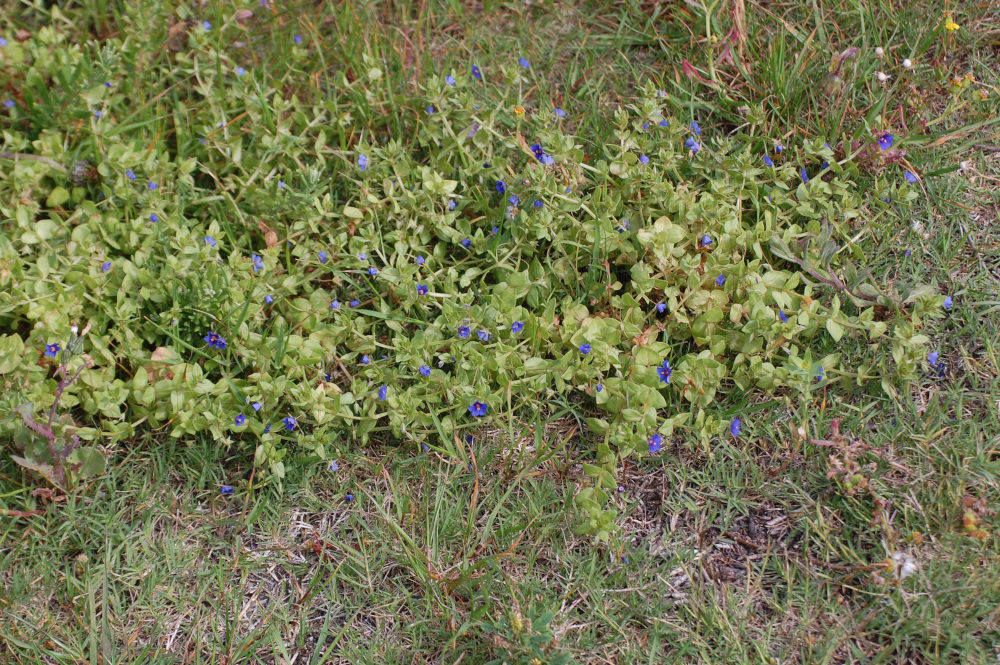 dal Sud Africa: Lysimachia arvensis (Primulaceae)