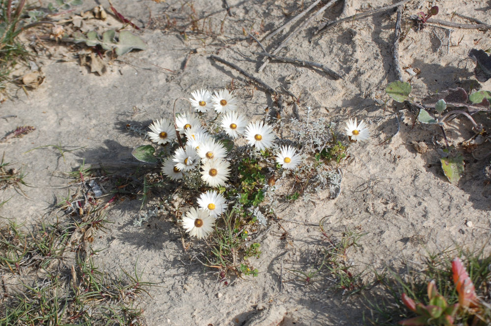 dal Sud Africa: Helichrysum retortum (Asteraceae)