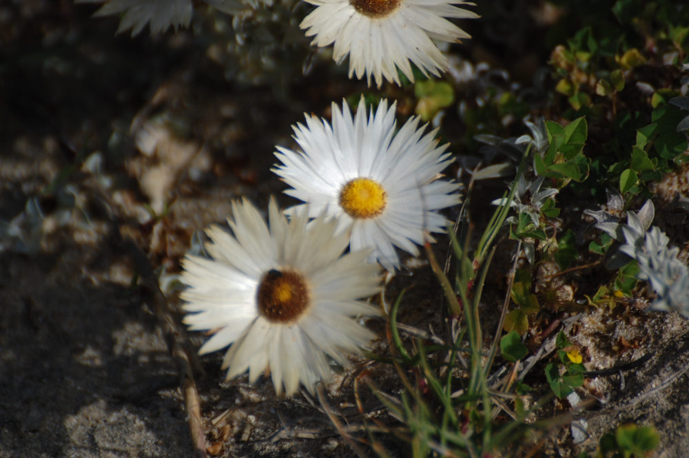 dal Sud Africa: Helichrysum retortum (Asteraceae)