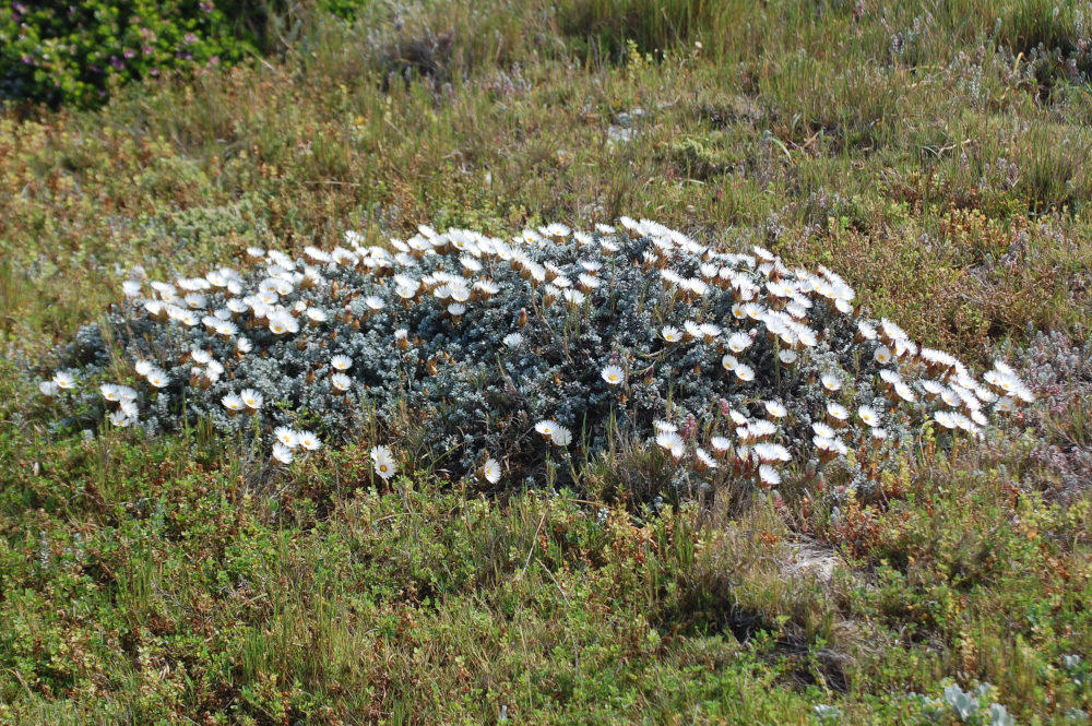 dal Sud Africa: Helichrysum retortum (Asteraceae)