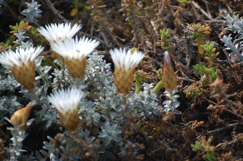 dal Sud Africa: Helichrysum retortum (Asteraceae)