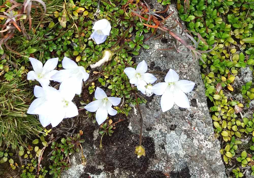 Wahlenbergia pygmaea (Campanulaceae) - Nuova Zelanda