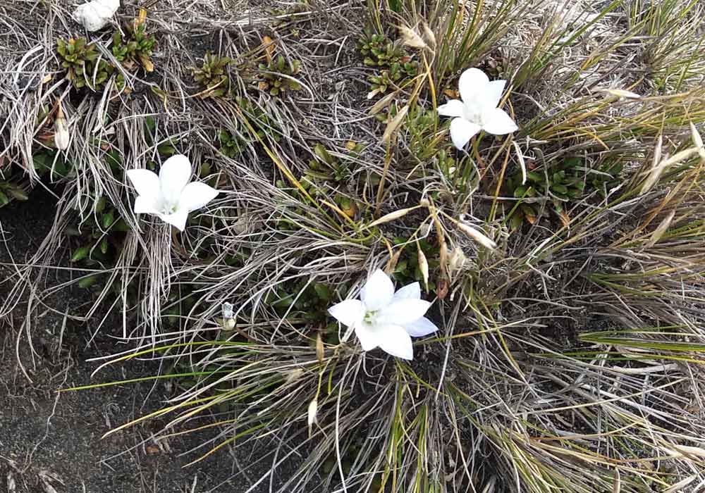 Wahlenbergia pygmaea (Campanulaceae) - Nuova Zelanda