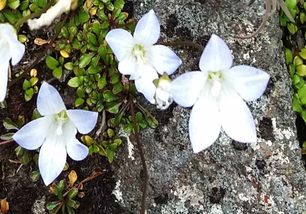 Wahlenbergia pygmaea (Campanulaceae) - Nuova Zelanda