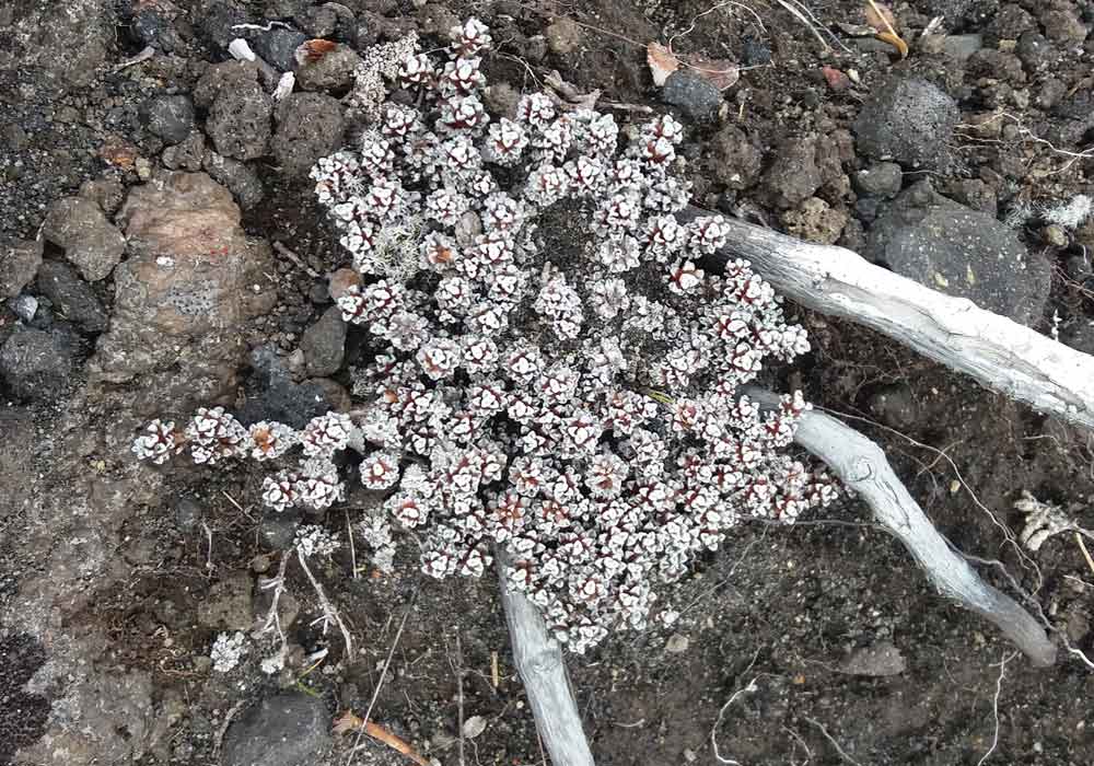 Raoulia albosericea (Asteraceae) - Nuova Zelanda