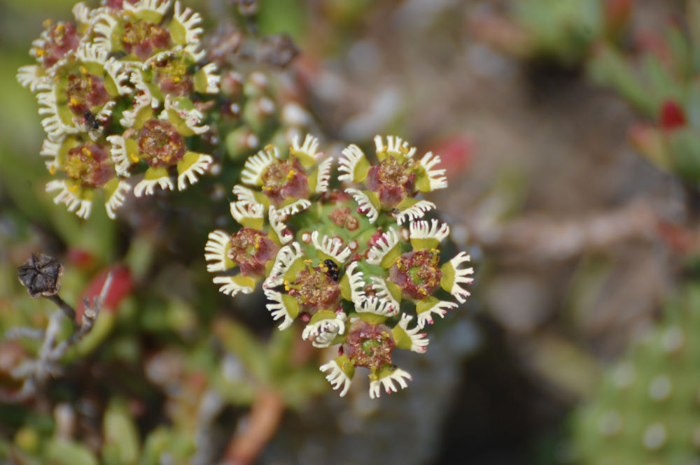 dal Sud Africa:  Euphorbia caput-medusae (Euphorbiaceae)