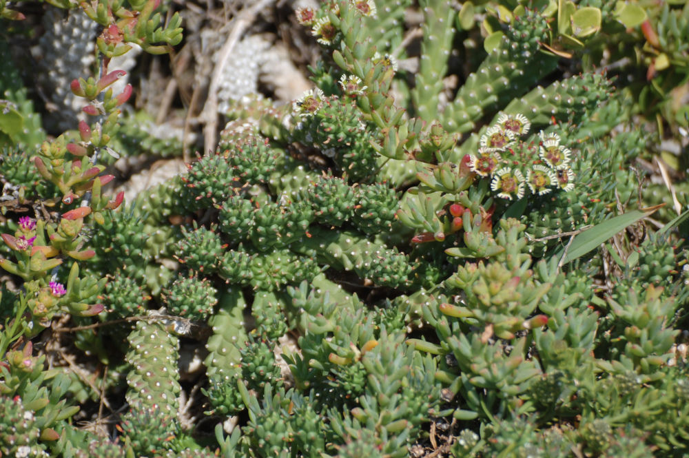 dal Sud Africa:  Euphorbia caput-medusae (Euphorbiaceae)