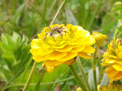 Fiore isole Lofoten