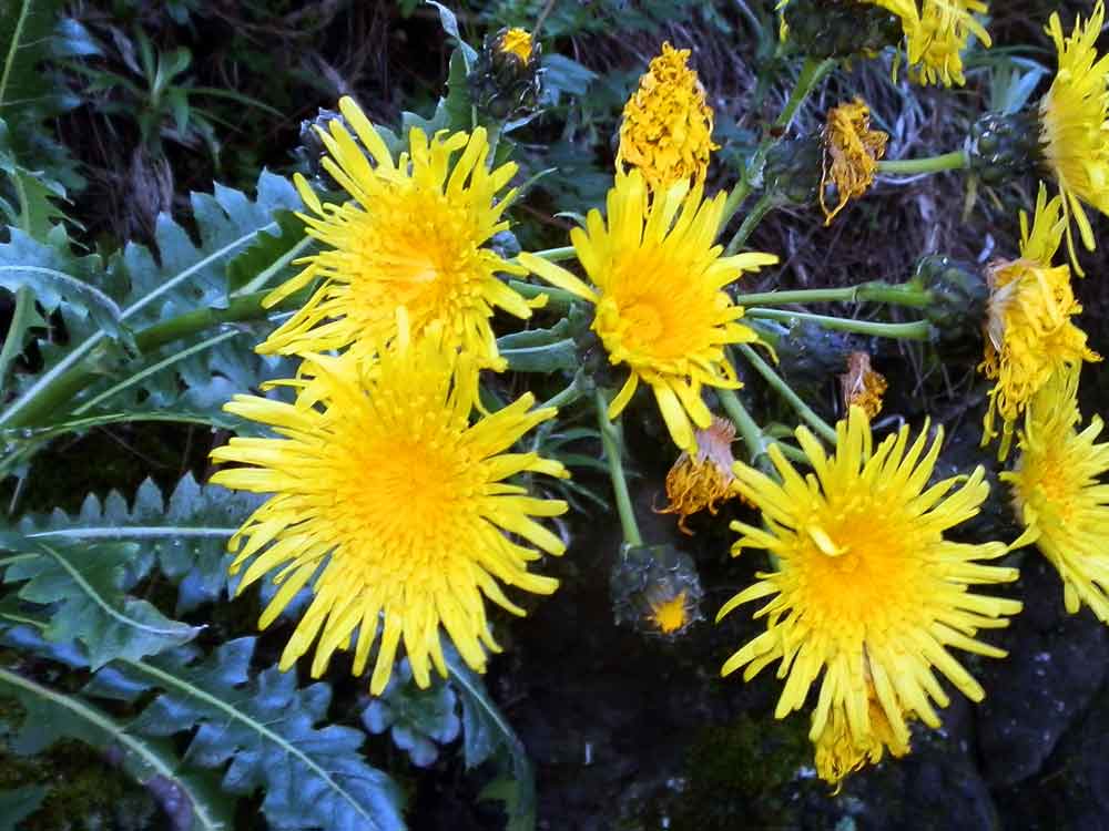 Sonchus hierrensis - Canarie