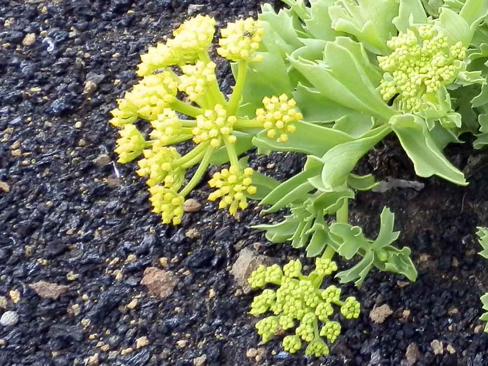 Astydamia latifolia - Canarie