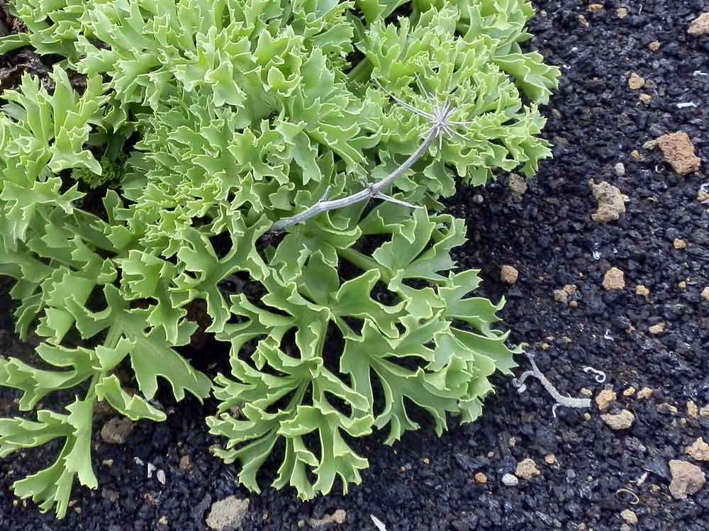 Astydamia latifolia - Canarie