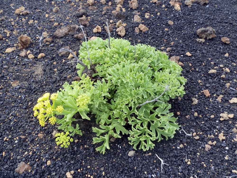 Astydamia latifolia - Canarie