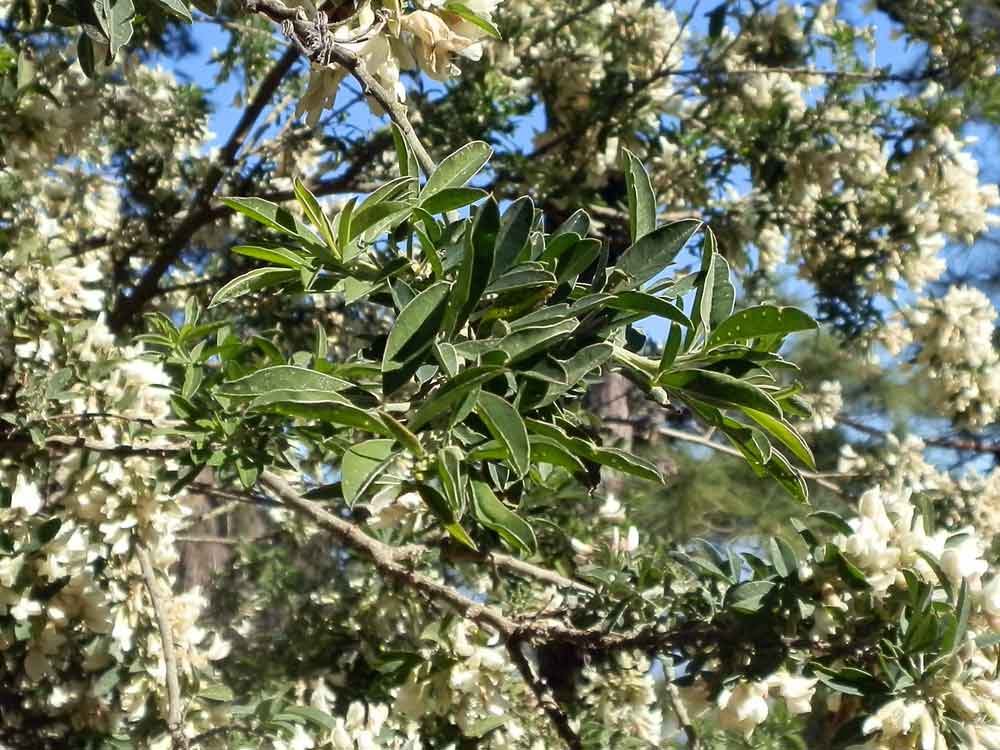 Chamaecytisus proliferus (L.f.) Link - Canarie