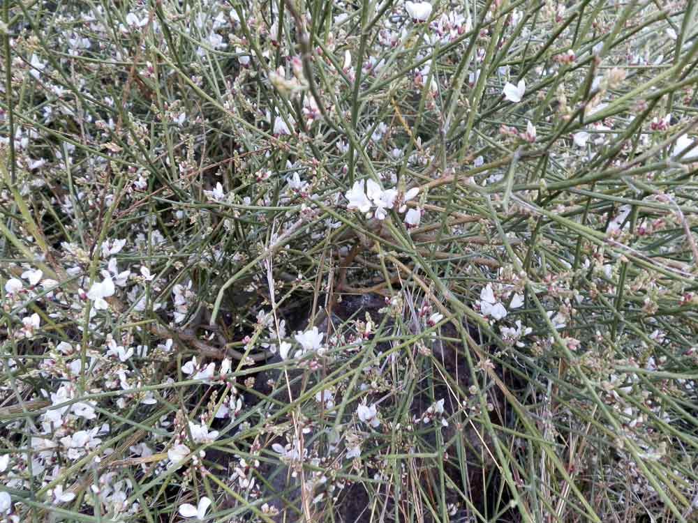 Cytisus supranubius (L.f.) Kuntze - Canarie