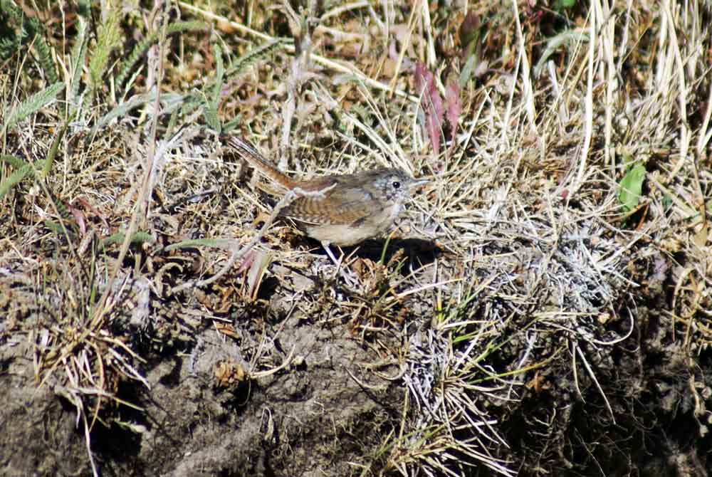 Patagonia - Troglodytes aedon o....