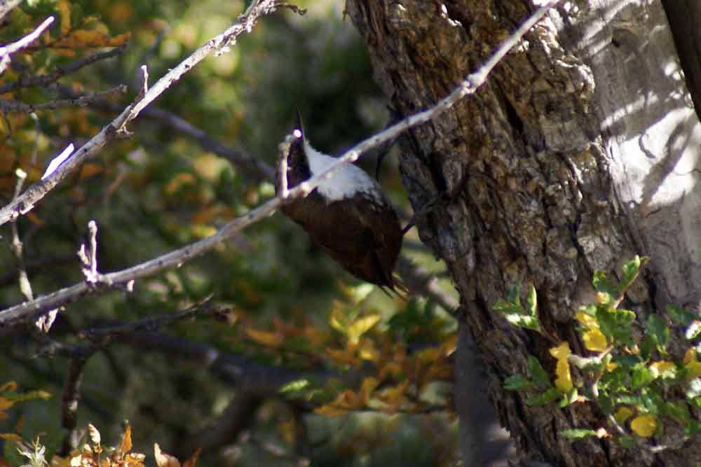 Patagonia- Pygarrhichas albogularis