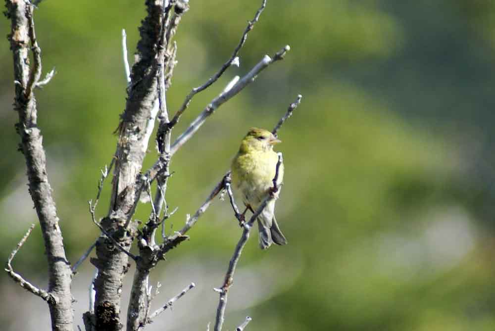 Patagonia - Carduelis barbata?