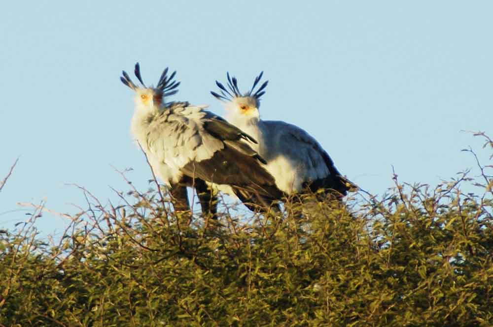 Serpentario - Botswana