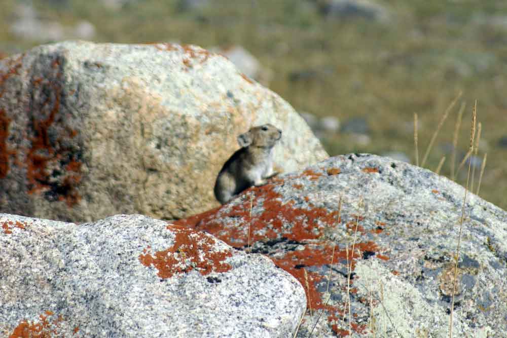 Pica (Ochotona Pika sp.) - Mongolia