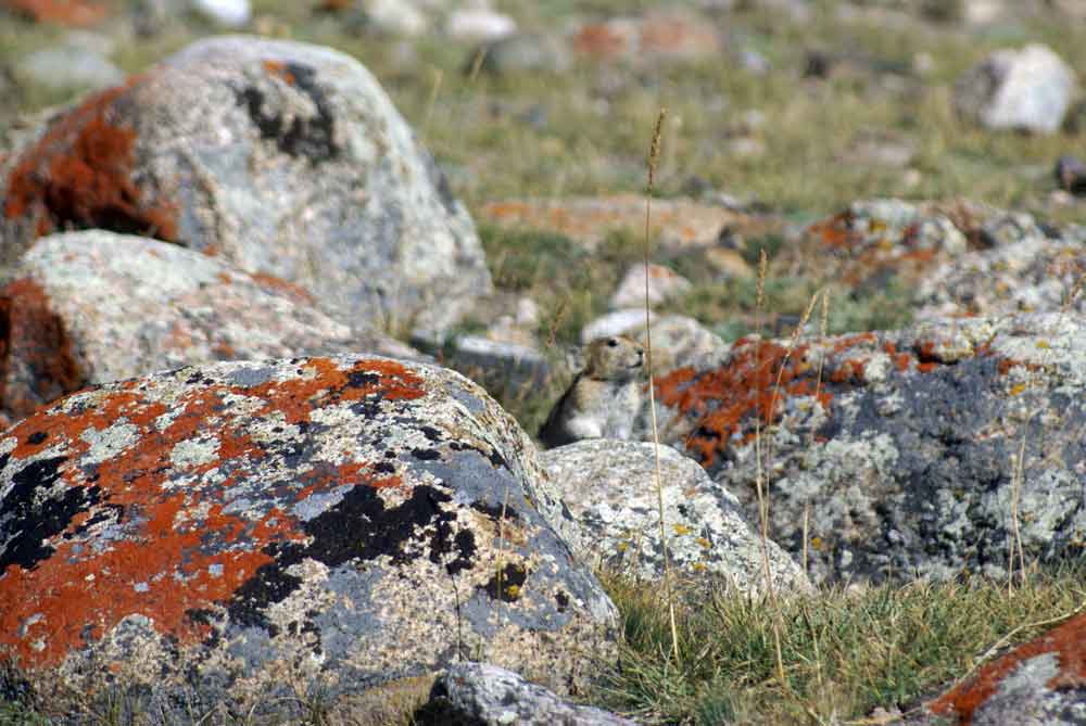 Pica (Ochotona Pika sp.) - Mongolia