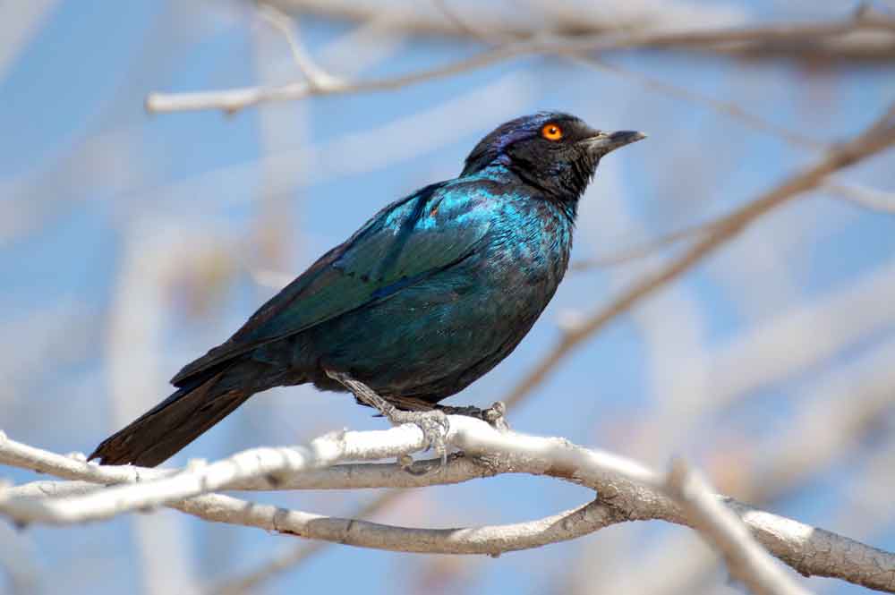 Lamprotornis nitens - Namibia