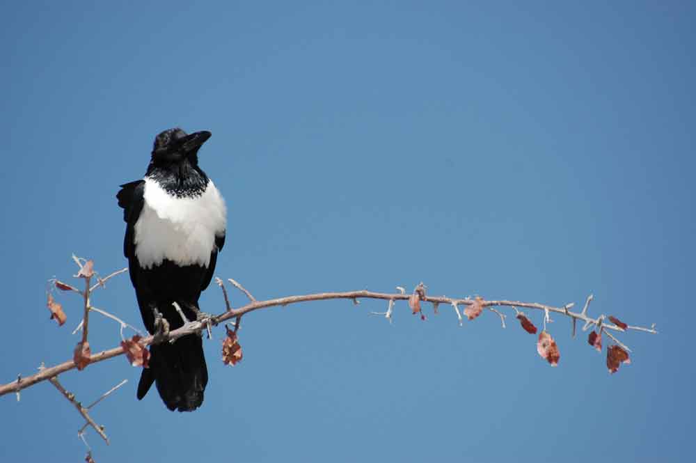 Corvus albus - Namibia