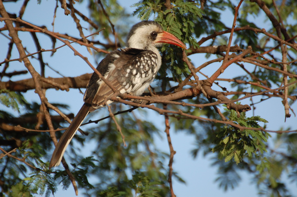 Tanzania - Tockus ruahae (Bucero beccorosso)