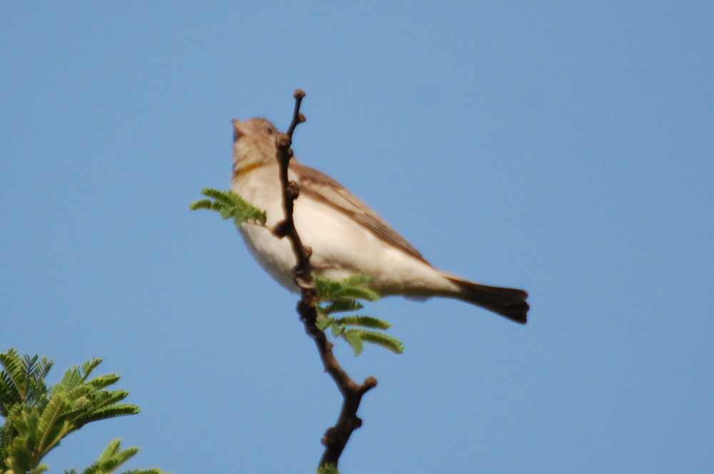 Tanzania - Che uccello ?  Gymnoris pyrgita (Passeridae)