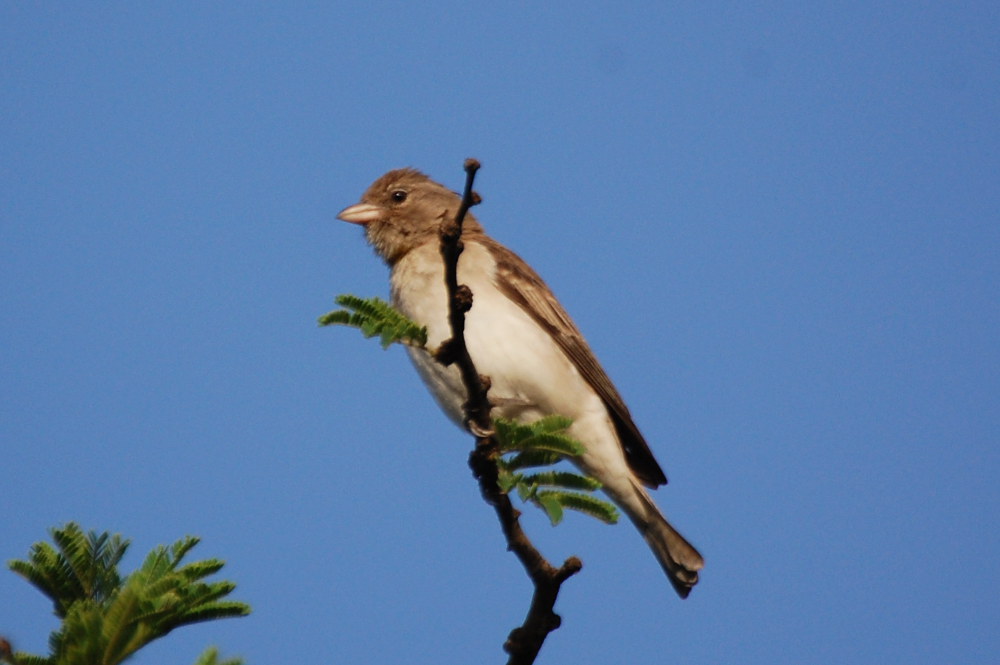 Tanzania - Che uccello ?  Gymnoris pyrgita (Passeridae)