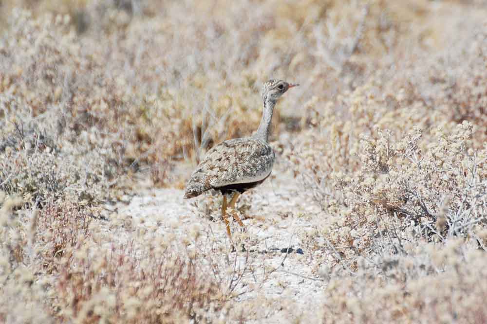 Otarda:  Afrotis afraoides - Namibia