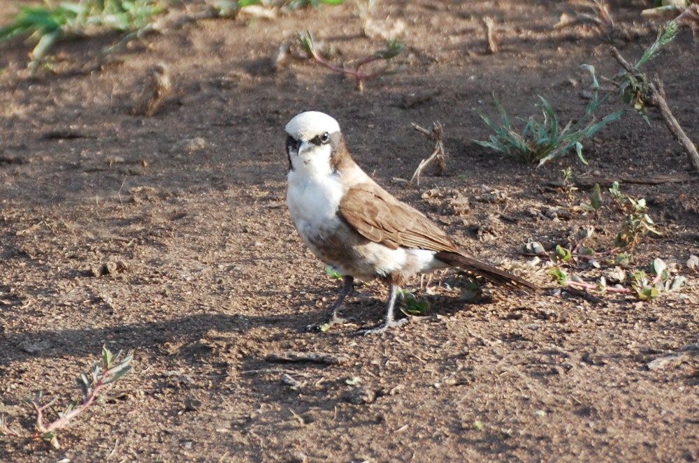 Tanzania - Eurocephalus?  S, Eurocephalus ruppelli