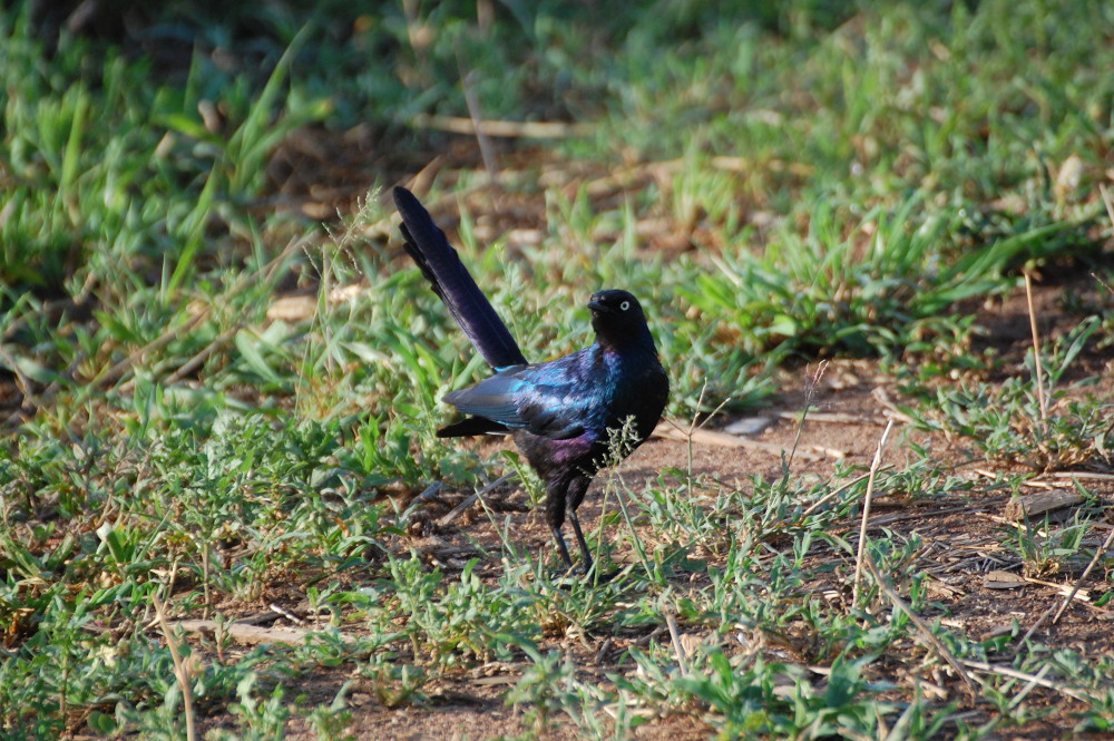 Tanzania - Lamprotornis?  S, Lamprotornis purpuroptera