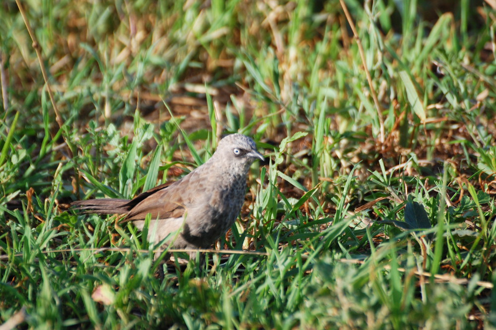 Tanzania - Garrulo (Turdoides sharpei)