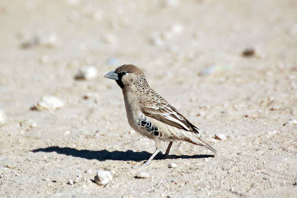 Philetairus socius / Passero repubblicano - Namibia