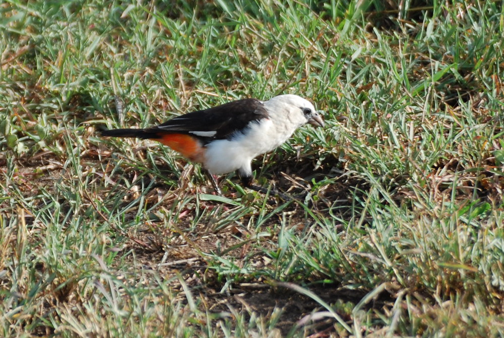 Tanzania - Dinemellia dinemelli (Ploceidae)